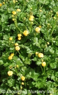 Ranunculus repens 'Flore Pleno'